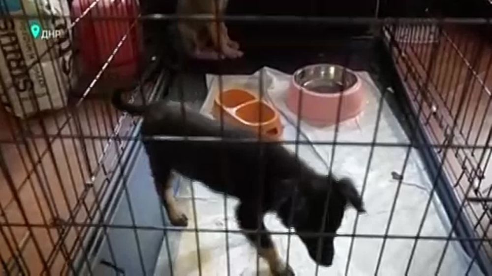 Приют в Донецке спасает животных из зоны боевых действий