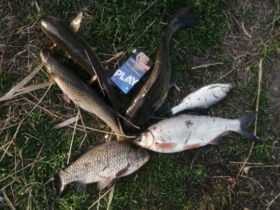 � ���������� ������� ����� ���������� ������