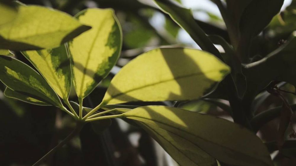 ���� ������ ����������� ������� � ��������� �������