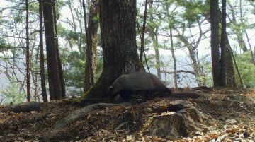В национальном парке «Земля леопарда» засняли азиатского барсука